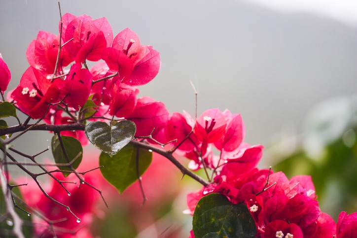 9 flores para cultivar na varanda (Foto: Getty Images)