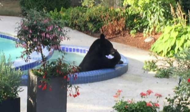 Urso surpreende ao invadir piscina e banheira térmica (Foto: BBC)