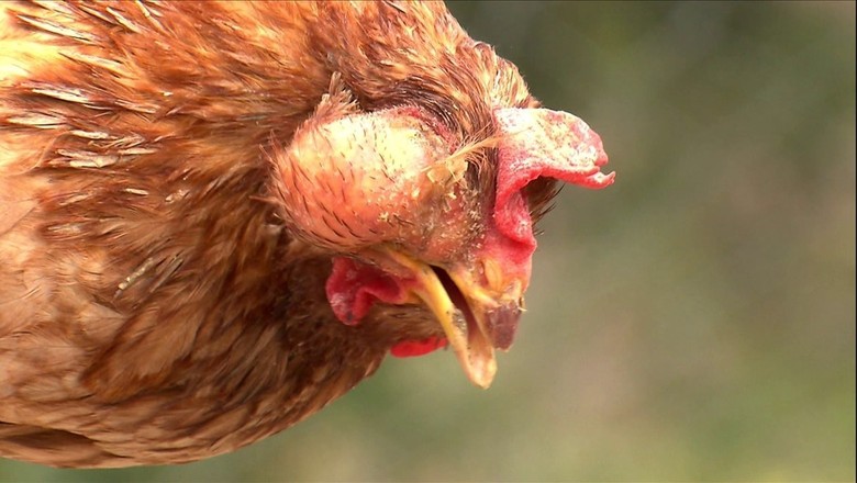 galinha-coriza (Foto: Reprodução/TV Globo)