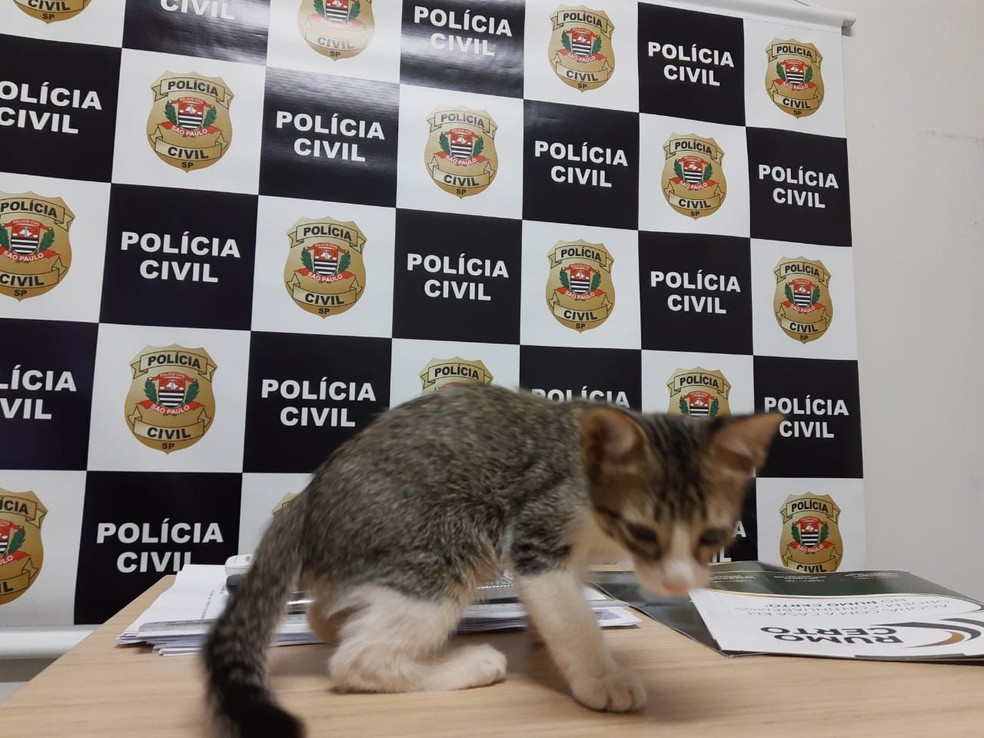 Gato foi levado para ong de proteção animal — Foto: Divulgação/Polícia Civil