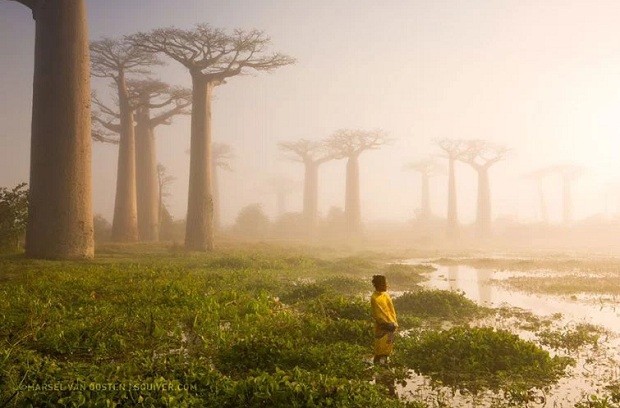 Marsel Van Oosten – Mother of the Forest (Foto: Marsel Van Oosten/National Geographic)