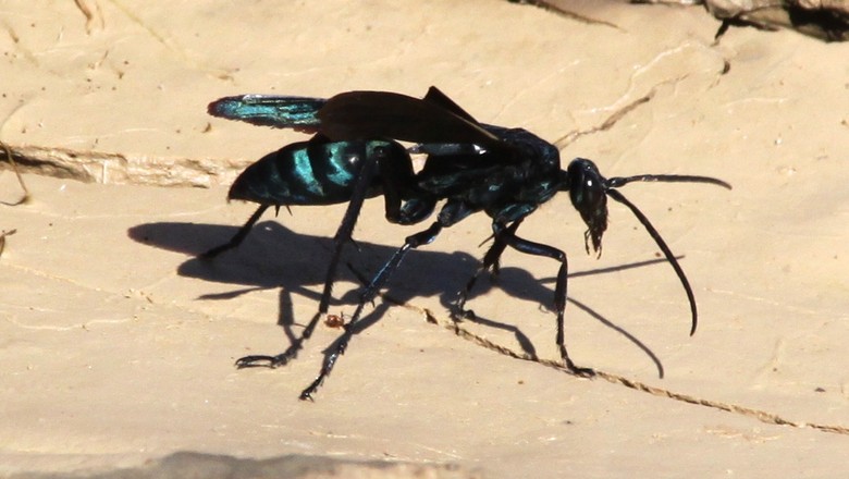 Insetologia - Identificação de insetos: Marimbondo Cavalo e Aranha de Grama  no Rio Grande do Sul