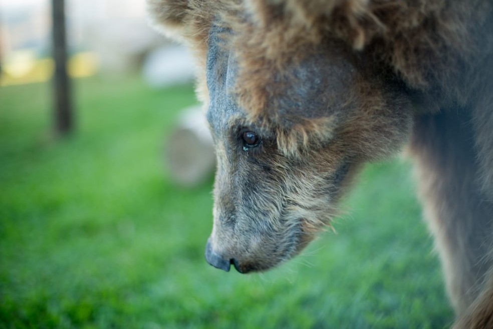 Ursa está em santuário de animais em Joanópolis — Foto: Biga Pessoa/ Rancho dos Gnomos