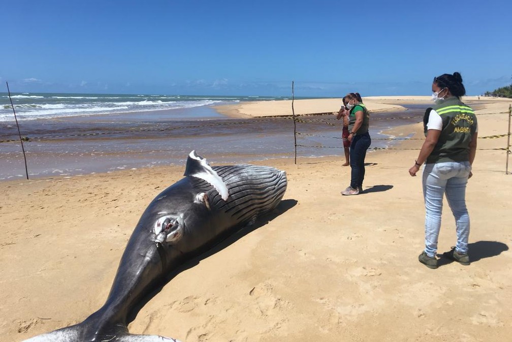 Filhote de baleia de 1 tonelada é achado morto na Bahia — Foto: Secretaria de Meio Ambiente de Porto Seguro