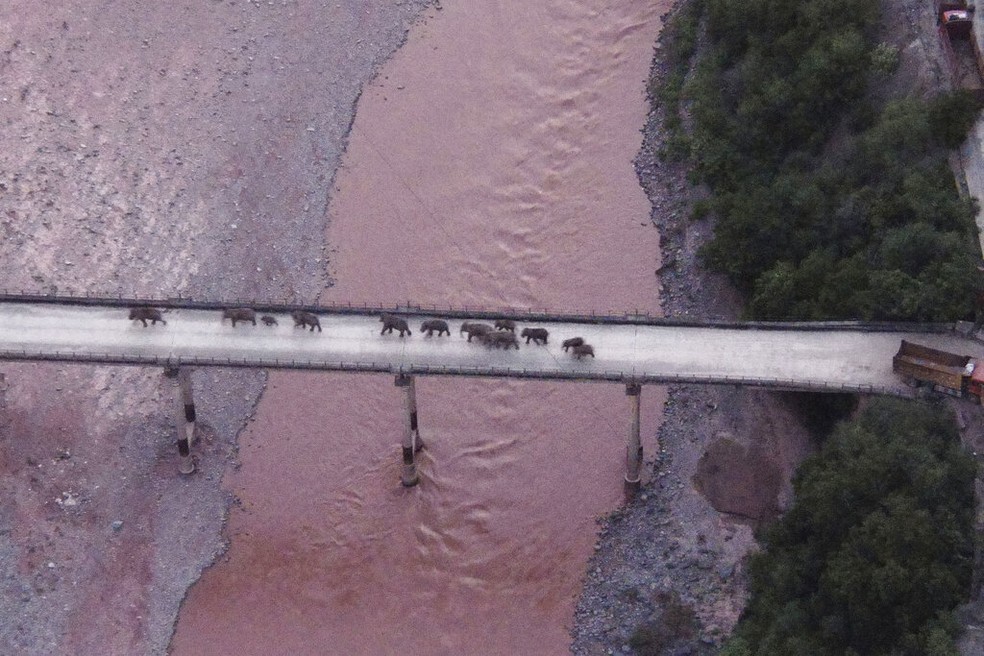 Elefantas-asiáticos atravessam uma ponte no caminho de volta para a reserva de onde saíram, em 8 de agosto de 2021 — Foto: Centro de monitoramento de elegantes da província de Yunnan/via AP
