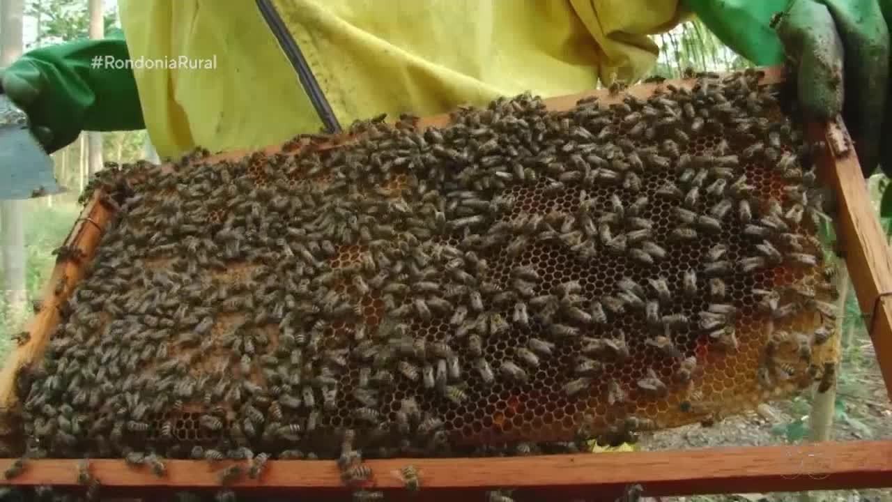 Parte 2: projeto resgata abelhas da cidade e devolve à natureza