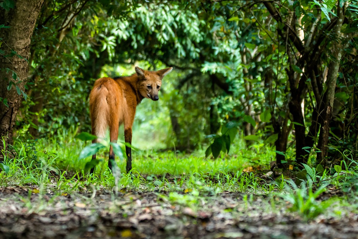 Ecoturismo e pesquisas científicas colaboram para conservação do lobo ...