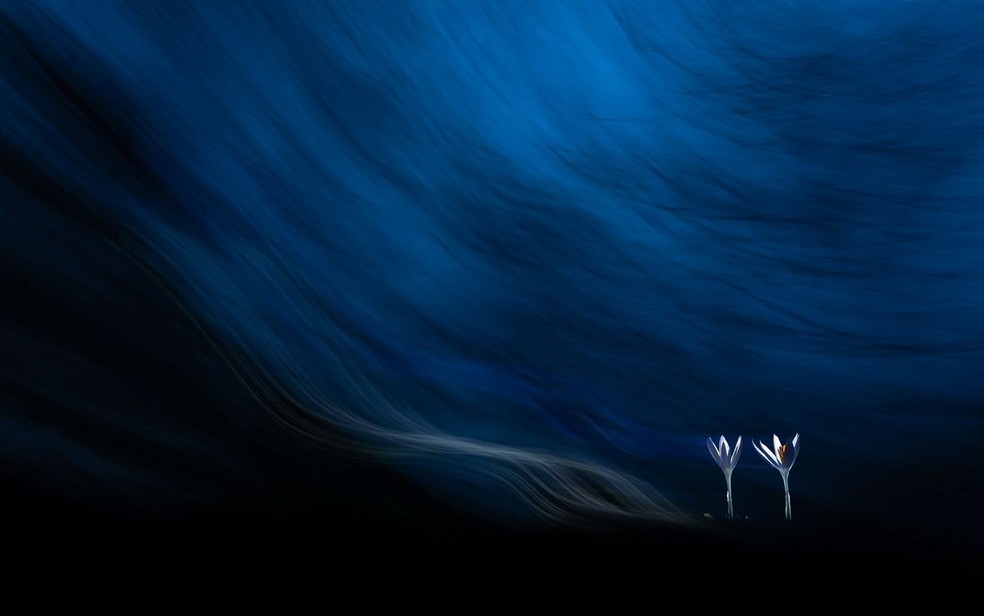 Açafrões no crepúsculo — Foto: Tibor Litauszki/TNC Photo Contest