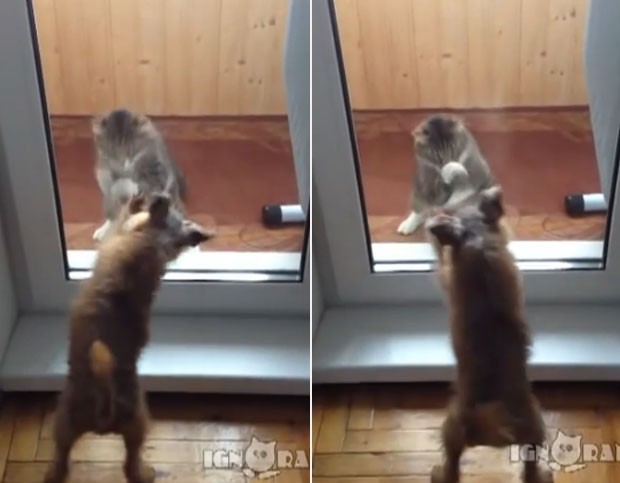 Porta de vidro impediu um confronto entre um cão e um gato (Foto: Reprodução/YouTube/ignoramusky)