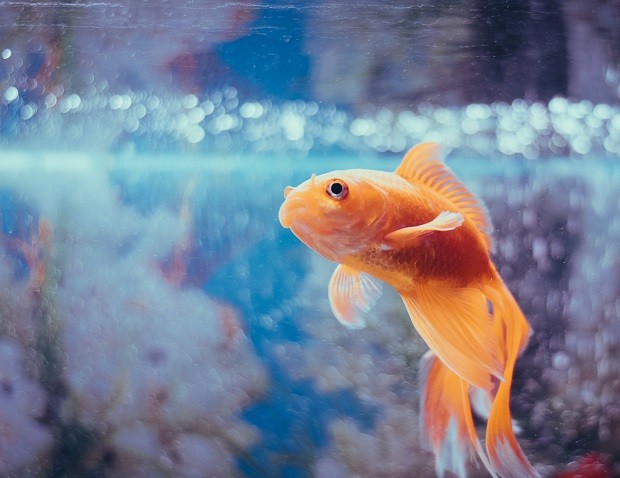 Aquário; peixe (Foto: kabita Darlami / Unsplash)