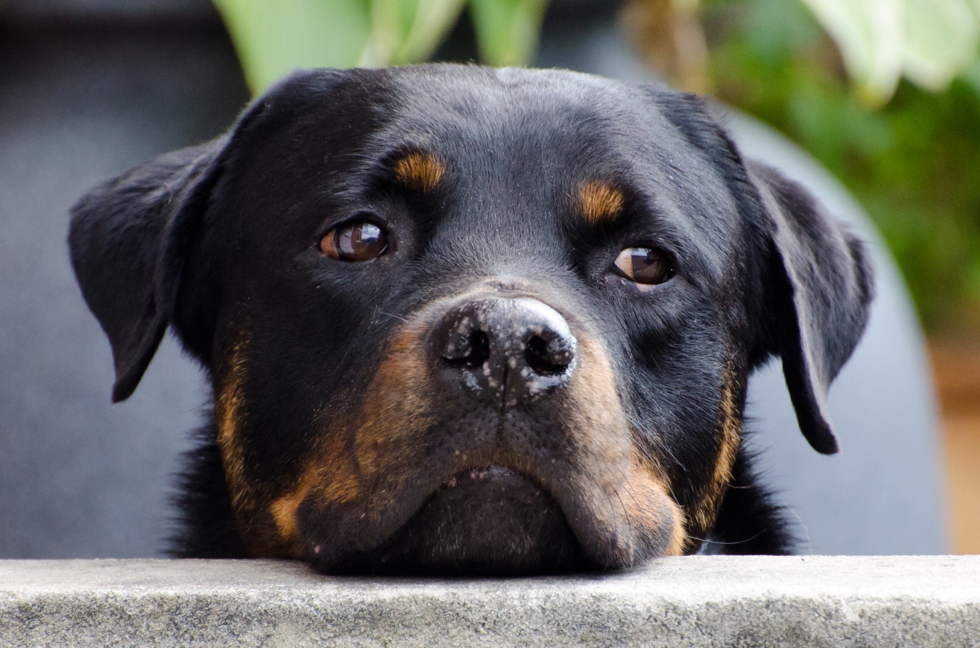 Punir Seu Cachorro Pode Torna Lo Mais Pessimista Diz Estudo Revista Galileu Ciencia