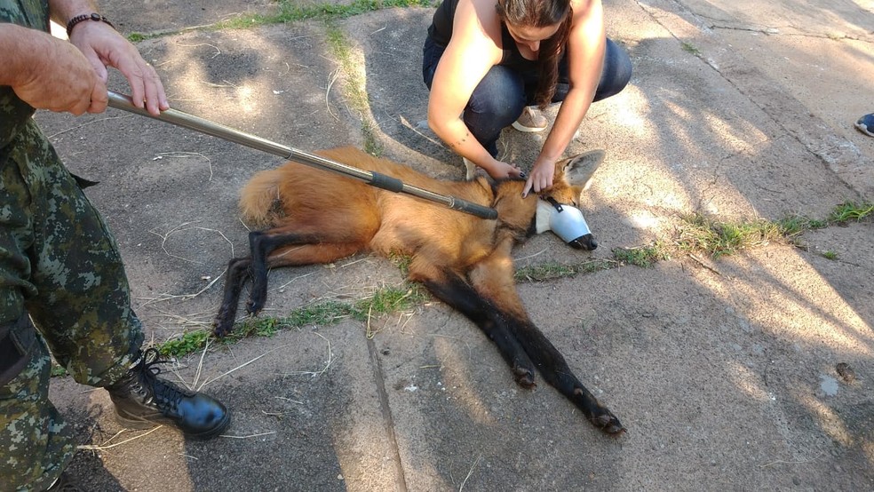 Polícia Ambiental foi acionada para fazer a transferência do animal para Presidente Prudente — Foto: Polícia Ambiental