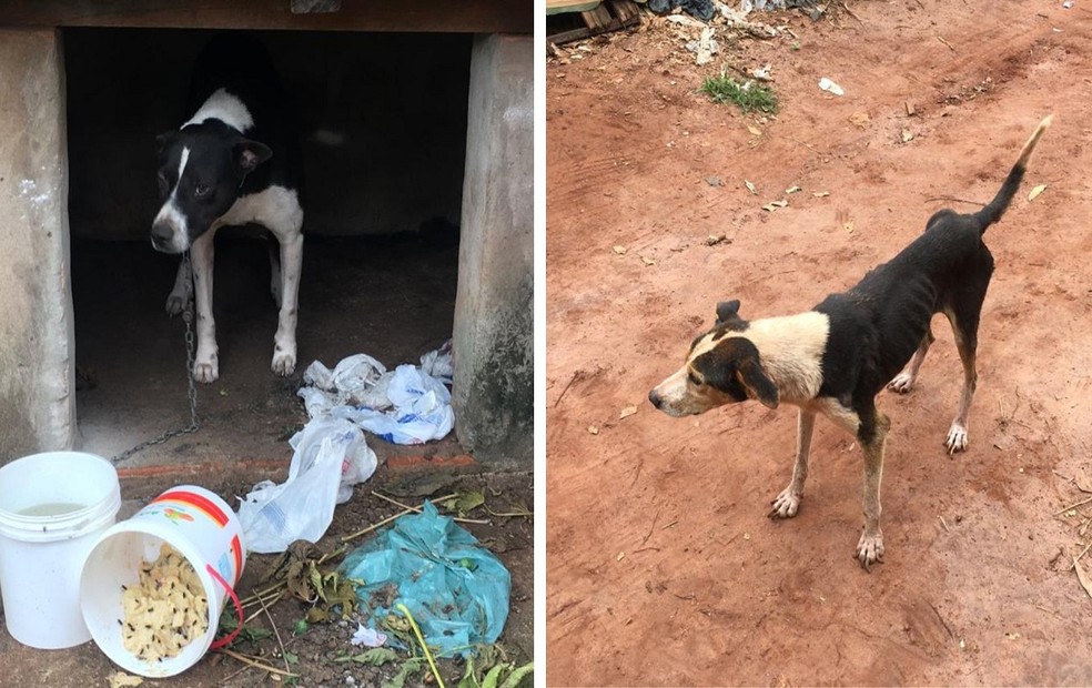 Animais foram encontrados em situação de maus-tratos, em Lençóis Paulista (SP) — Foto: Polícia Militar Ambiental/Divulgação