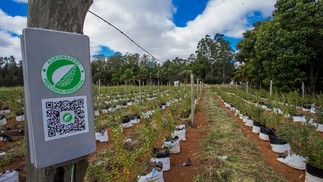 Plantação de mirtilo, em Piracicaba, com irrigação de alta precisão.  — Foto: Edilson Dantas / Agência O Globo