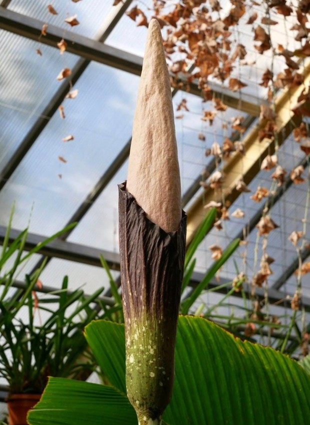 A rara 'planta pênis' que floresceu na Holanda a 1,80 metros de altura (Foto: Leiden Hortus Botanicus / Reprodução)