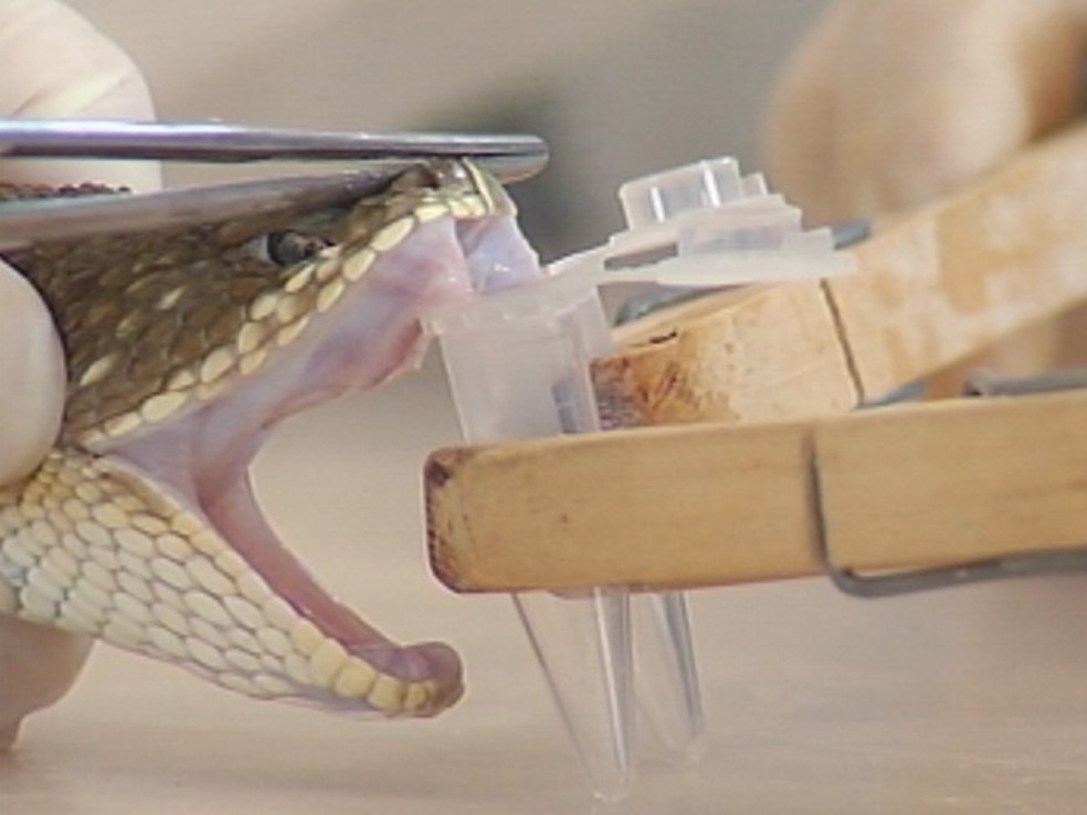 Venenos são retiradas das cobras para pesquisas em Botucatu, SP (Foto: Reprodução/TV TEM)