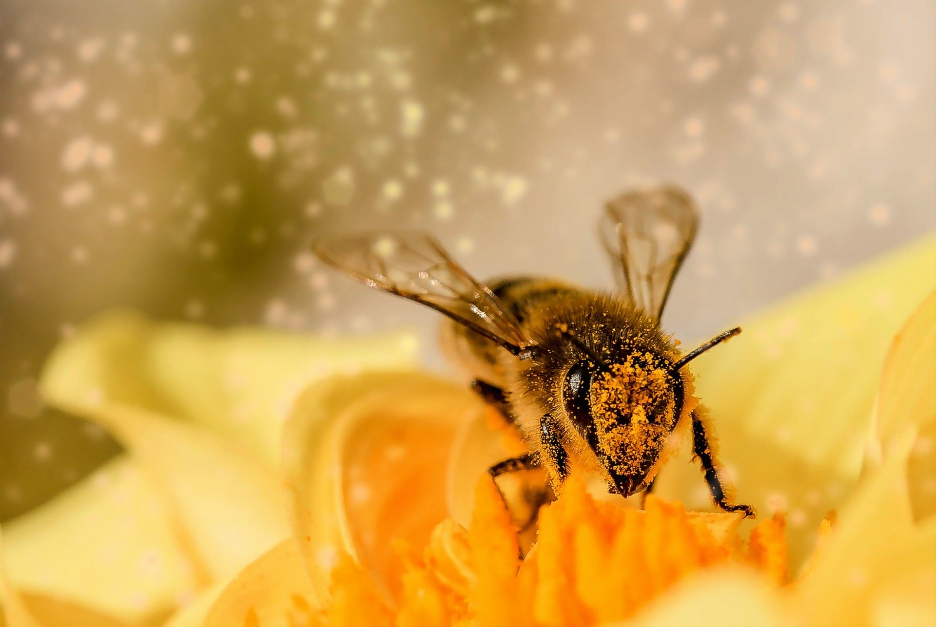 A polinização realizada pelo inseto é responsável pela reprodução das plantas e, consequentemente, dos frutos e sementes (Foto: Pexels/ Myriams Fotos/ CreativeCommons)