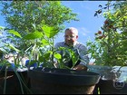 Embrapa estimula o uso de materiais recicláveis em hortas e canteiros
