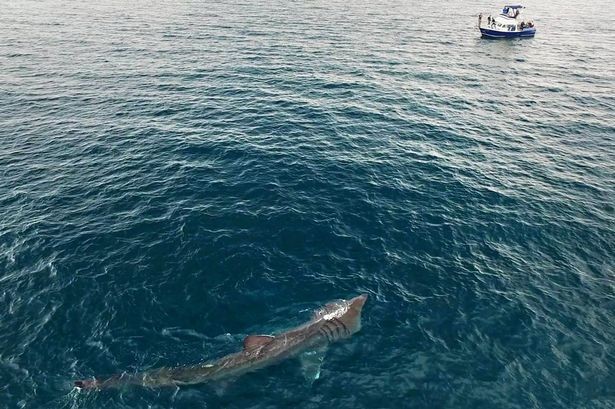 Tubarão gigante é flagrado próximo a barco na Inglaterra (Foto: Reprodução/ Facebook)