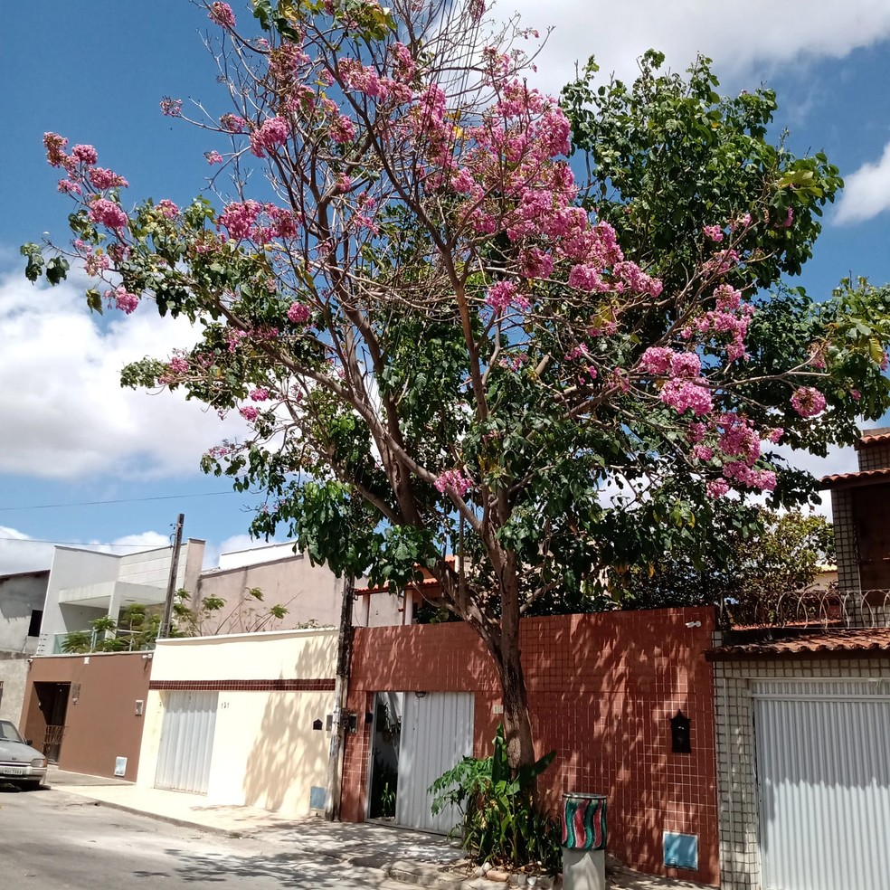 Ipê rosa em Fortaleza.  — Foto: Marilene Mesquita/Arquivo Pessoal