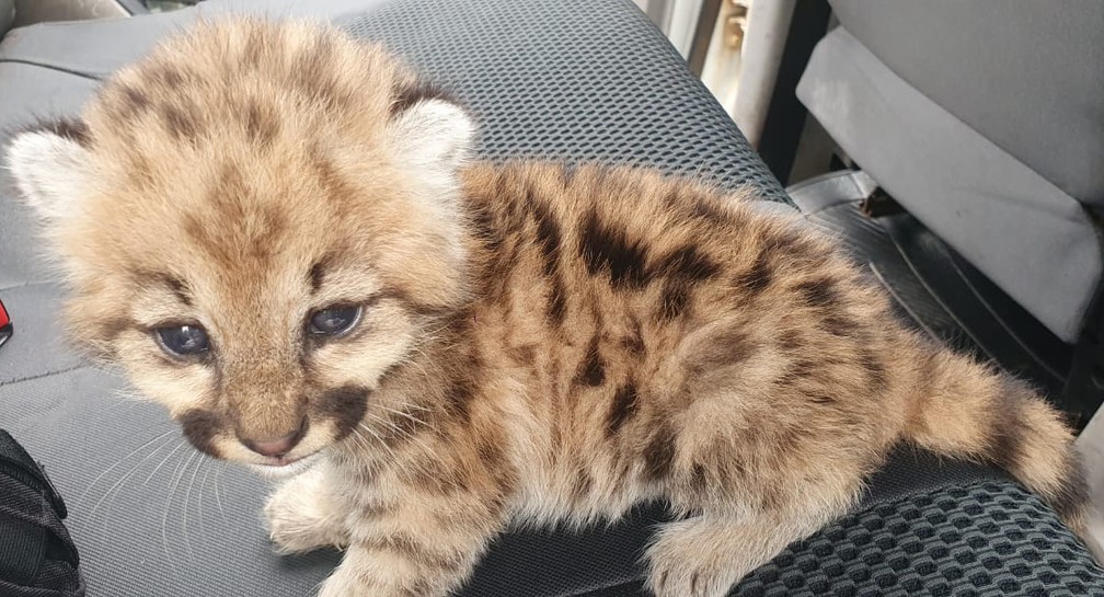 Animal estava perdido em uma propriedade rural, no município de Reginópolis (SP) — Foto: Polícia Ambiental/Divulgação