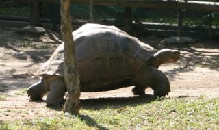 A tartaruga de Galápago Harriet, que faleceu com aproximadamente 175 anos (Foto: Domínio Público / WikimediaCommons)