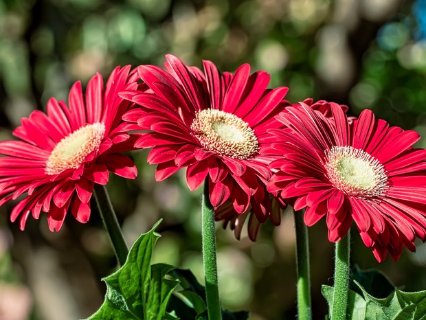 Gérbera: como cultivar a flor mais pop do momento (Foto: Getty Images/iStockphoto)