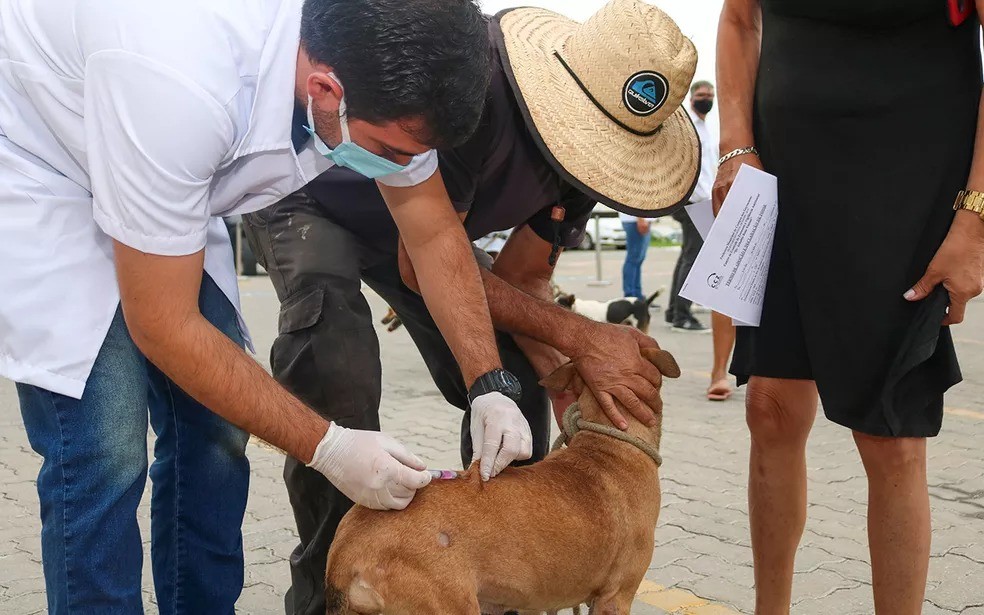 Vacinação antirrábica  — Foto: Aldo Vianna/Arquivo g1
