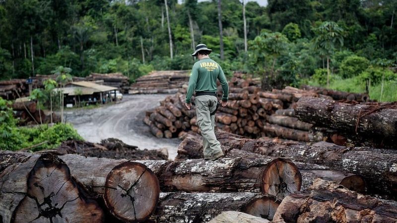 O Ibama apreendeu toneladas de madeira ilegal na terra indígena de Pirititi em 2018 (Foto: Ibama via BBC News Brasil)