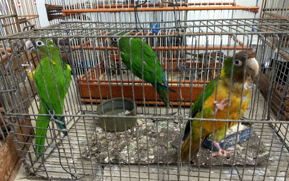 Papagaios e periquitos estavam entre as aves encontradas (Foto: Divulgação/Inema)