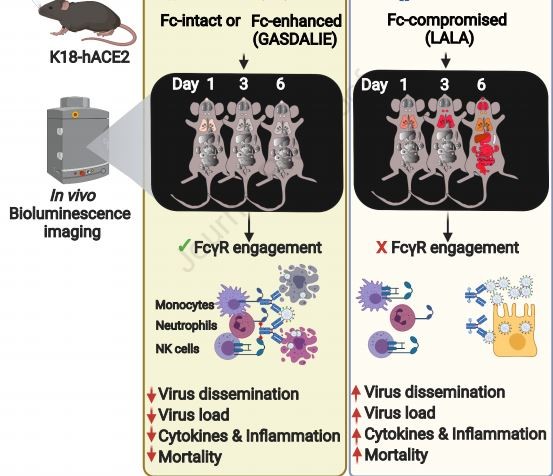A imagem ao vivo da infecção por SARS-CoV-2 em camundongos revela que os anticorpos neutralizantes requerem a função efetora para uma eficácia ideal (lado esquerdo)  (Foto: Immunity)