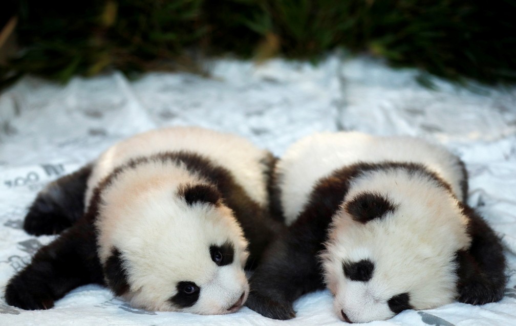 9 de dezembro - Os filhotes de pandas Meng Yuan e Meng Xiang são vistos durante uma cerimônia de anúncio de seus nomes para a imprensa no zoológico de Berlim, na Alemanha — Foto: Hannibal Hanschke/Reuters
