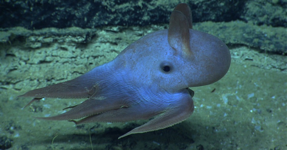 polvo dumbo (Foto: NOAA OKEANOS EXPLORER Program, Gulf of Mexico 2014 Expedition / Flickr)
