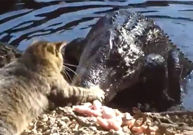 Um vídeo publicado na web em janeiro mostra um gato enfrentando um aligátor (jacaré americano). O felino chega a bater com a pata na cabeça do predador. O gato não recua mesmo depois de o réptil avançar para comer alguns pedaços de carne. (Foto: Reprodução)