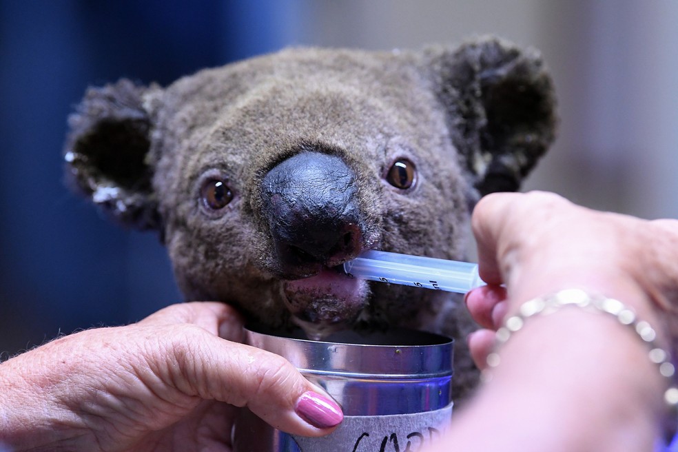 Um coala desidratado e ferido recebe tratamento em um hospital especializado em Port Macquarie, na Austrália, neste sábado (2), após ser resgatado de um incêndio florestal que atingiu uma área de 2 mil hectares — Foto: Saeed Khan/AFP