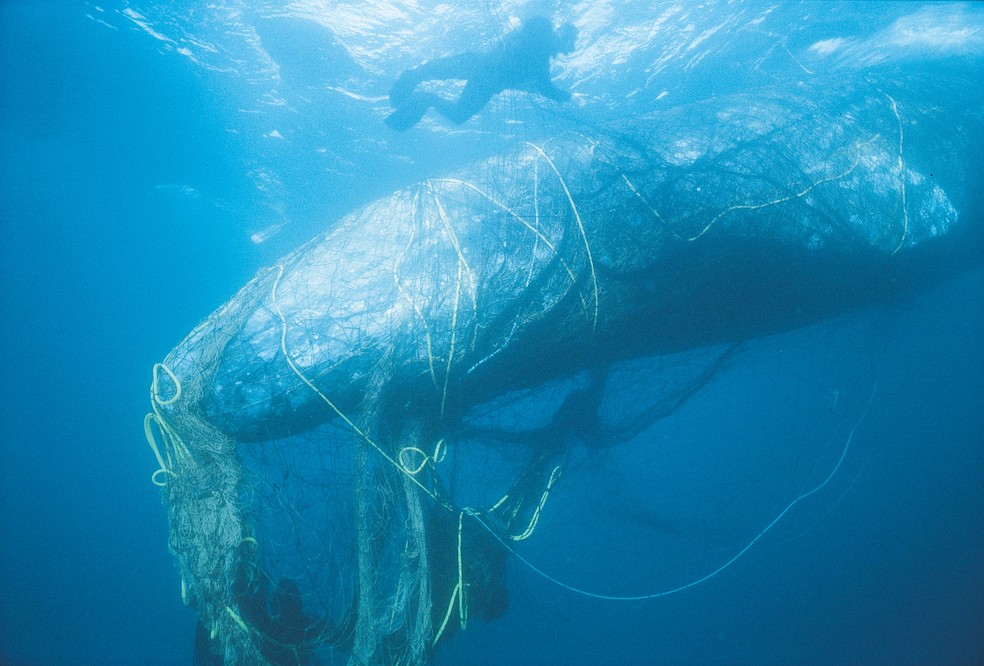 Animais marinhos são vítimas de redes de pesca e petrechos abandonados no mar (Foto: Bob Talbot/World Animal Protection)