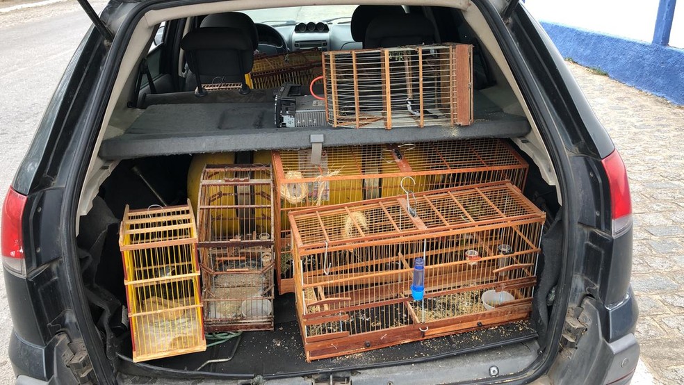 No carro do cabo da PM que foi preso no Agreste de Pernambuco havia gaiolas com aves silvestres apreendidas de forma ilegal â€” Foto: ReproduÃ§Ã£o/WhatsApp
