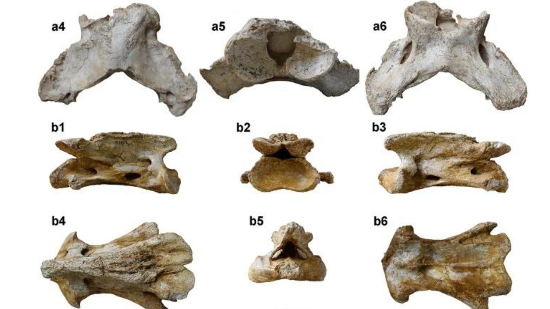 Fósseis de rinoceronte gigante do gênero Paraceratherium  analisados pelos pesquisadores no estudo  (Foto: Tao Deng et.al/Communications Biology )