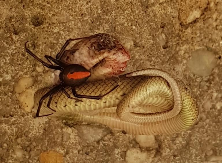 Batalha entre uma das aranhas mais venenosas da Austrália,Latrodectus hasseltii, e serpente Pseudonaja textilis (Foto: Facebook / Robyn McLennan)