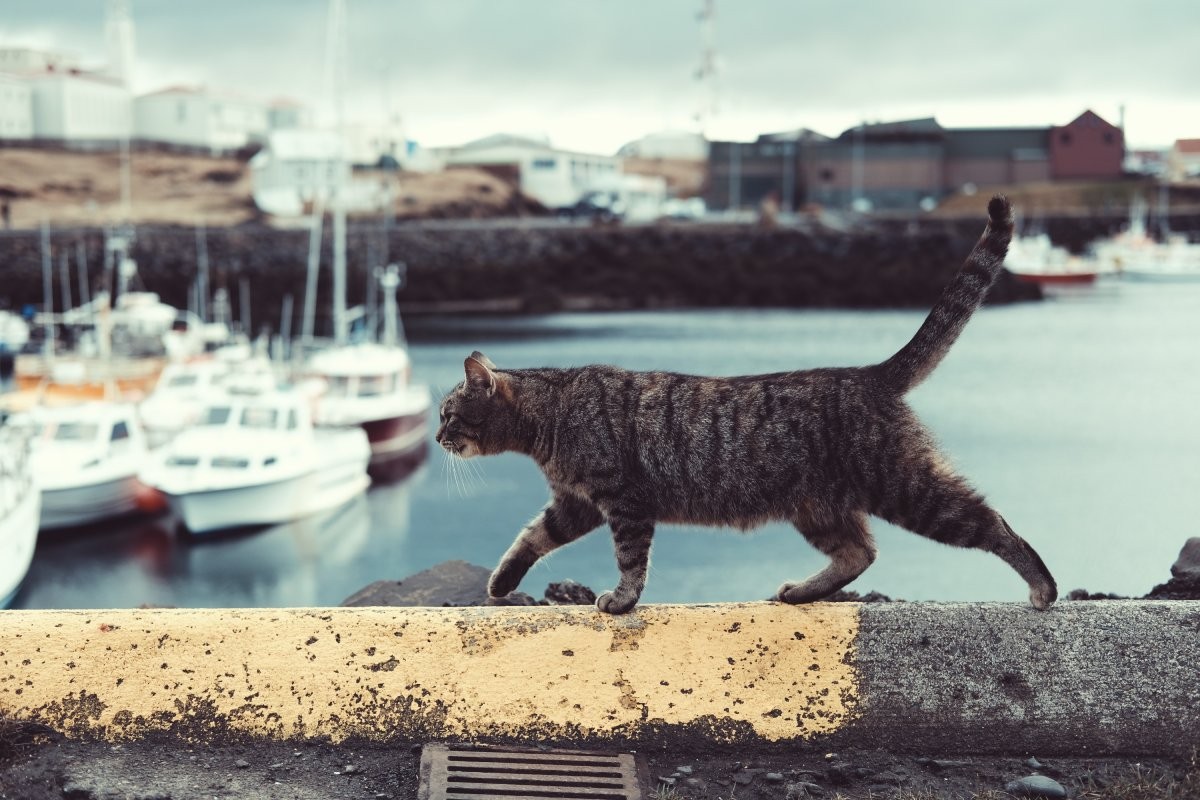 Gatos ferais costumam viver soltos nas ruas ou afastados dos centros urbanos, em sítios ou ilhas (Foto: Unsplash/ Timothy Meinberg/ CreativeCommons)