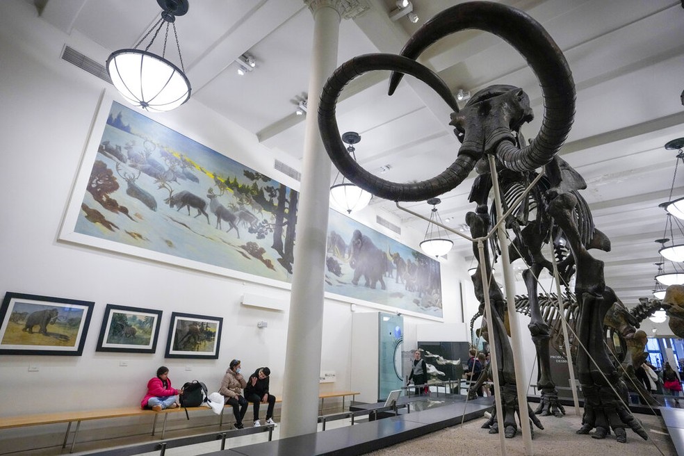 Um esqueleto de Mammuthus, o mamute, está em exibição no Museu Americano de História Natural, sexta-feira, 13 de janeiro de 2023, em Nova York — Foto: AP Photo/Mary Altaffer