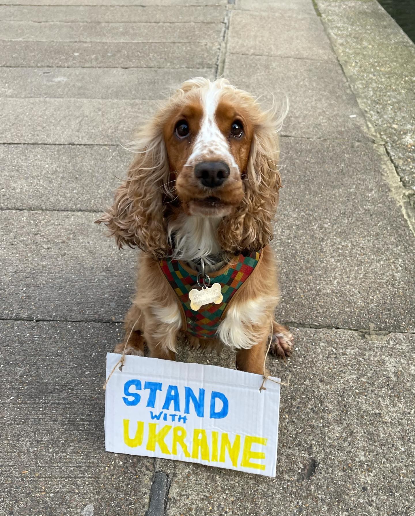 Britânica ajuda a Ucrânia com a ajuda de cães do mundo inteiro, que posam com placas contra a guerra (Foto: Reprodução / Instagram)