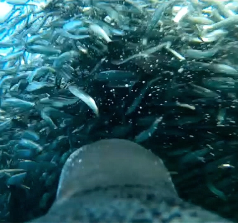Pinguim grava vídeo se alimentando durante mergulho; assista
