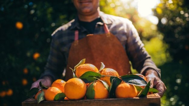 As exportações de suco de laranja brasileiro recuaram em volume e faturamento na safra 2018/2019 por causa da queda da produção (Foto: GETTY IMAGES) As exportações de suco de laranja brasileiro recuaram em volume e faturamento na safra 2018/2019 por causa da queda da produção (Foto: GETTY IMAGES)