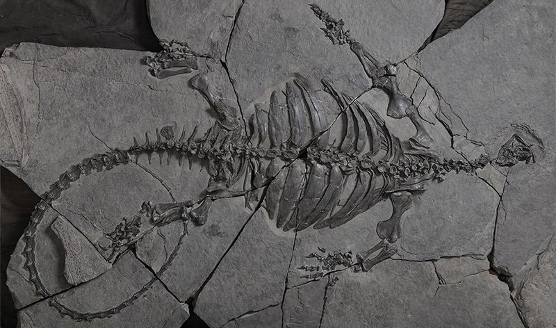 Com cerca de metros de comprimento, ossada foi identificada como uma nova espécie (Foto: Xiao-Chun Wu)