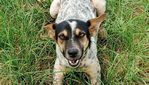 Conheça o projeto do IFTM que resgata e cuida de animais em Uberaba