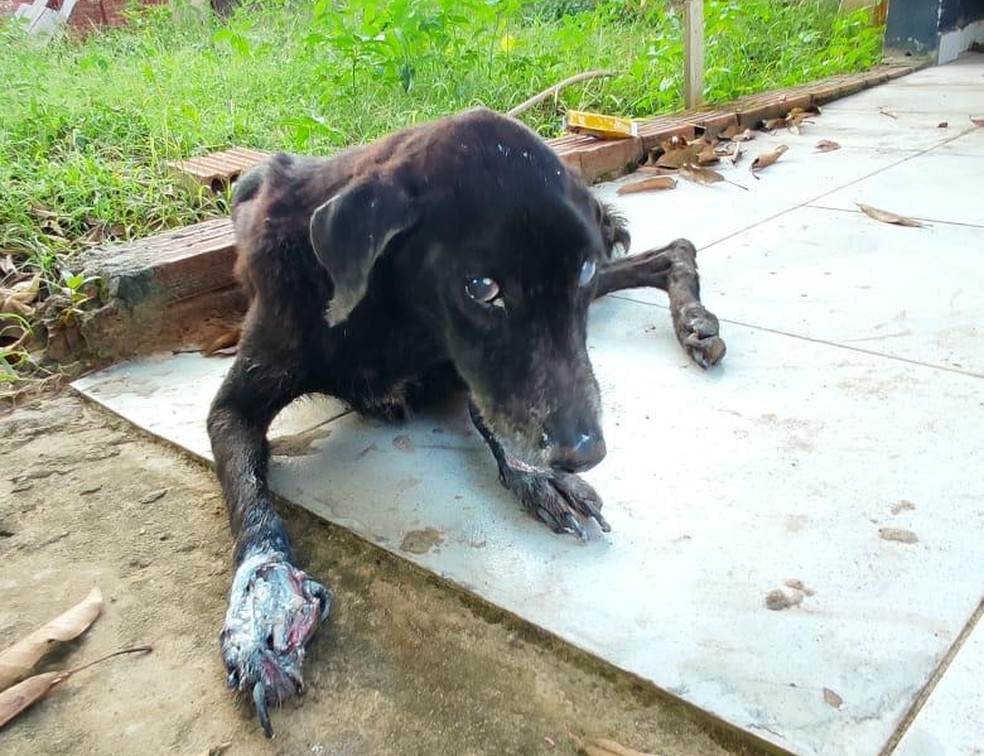 Animal foi resgatado em casa de professor aposentado nesse domingo (11) em Cruzeiro do Sul — Foto: Arquivo pessoal