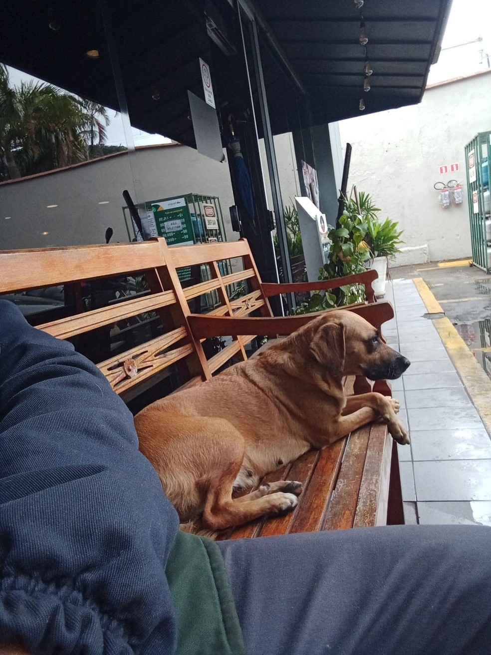 Cadela que vive em posto de gasolina em São Vicente, SP, some e deixa frentista preocupado — Foto: Arquivo Pessoal