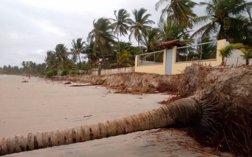 Árvore caiu com ressaca no mar de Ilhéus (Foto: Divulgação / Defesa Civil)