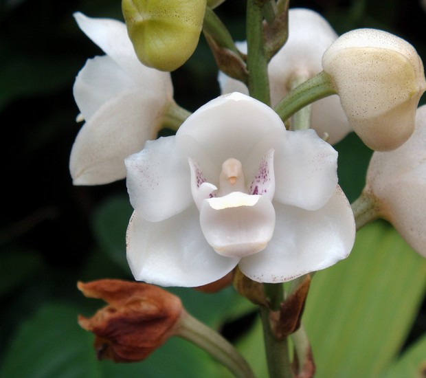 Orquídea Espírito Santo (Foto: Reprodução/ Pinterest)